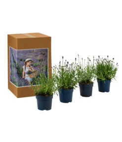 Ausgewählte Produkte -Gartenbedarf Kollektion 7805781 WE FS 002 LavendelpaketMixLavandula4PflanzenT12