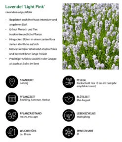 Lavendel-Set Lavendel-Vielfalt, 4-teilig -Gartenbedarf Kollektion 7805781 WE IG 001 LavendelLightPinkAngustifoliaLightPinkLuckner