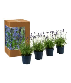 Ausgewählte Produkte -Gartenbedarf Kollektion 7805799 WE FS 002 LavendelpaketBieneBienenlavendelLavandula4PflanzenT12