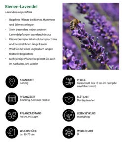 Lavendel-Set Lavendel-Vielfalt, 4-teilig -Gartenbedarf Kollektion 7805799 WE IG 001 BienenLavendel