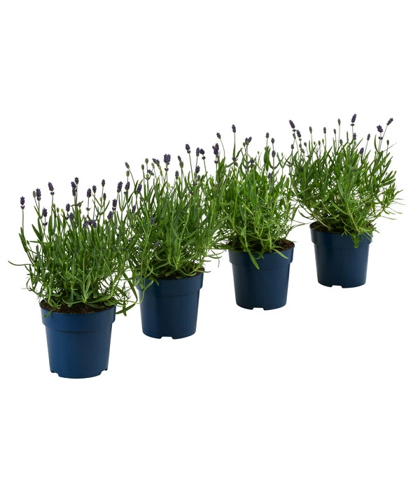 Schmetterlings-Lavendel 'Royal Blue', 4er-Set 1 Schmetterlings-Lavendel 'Royal Blue', 4er-Set