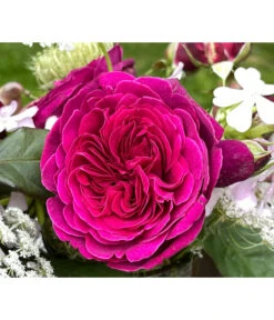 Nostalgie-Edelrose 'Deep Secret'