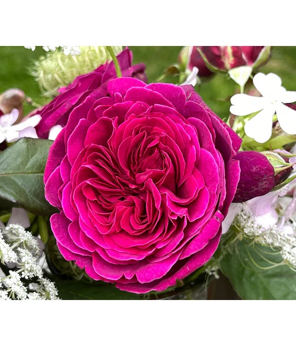 Nostalgie-Edelrose 'Deep Secret' 1 Nostalgie-Edelrose 'Deep Secret'