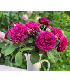 Nostalgie-Edelrose 'Deep Secret' 5 Nostalgie-Edelrose 'Deep Secret' -Gartenbedarf Kollektion 7826902 WE MO 001 RosaRoseDeepSecret6LRosenTantau