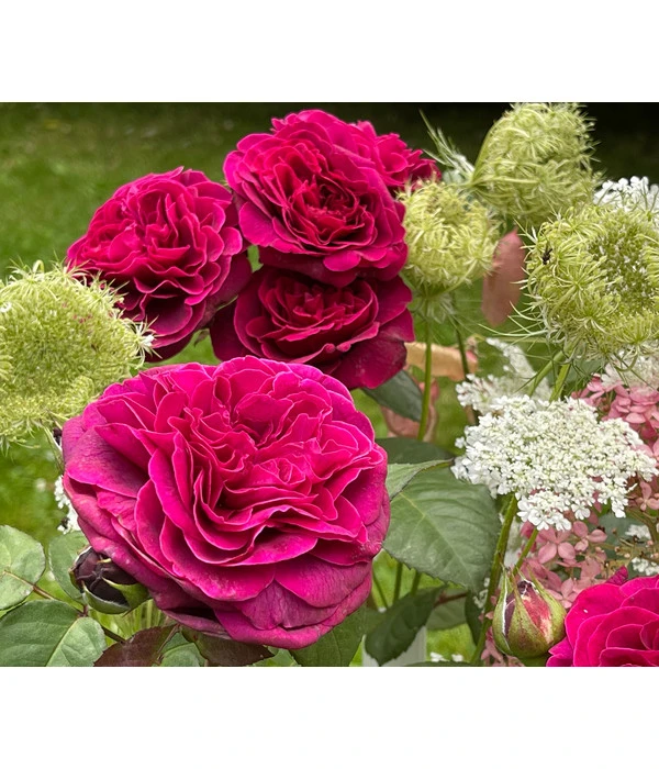 Nostalgie-Edelrose 'Deep Secret' 2 Nostalgie-Edelrose 'Deep Secret' – Bild 2