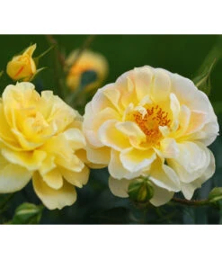 Rosen-Set Insektenfreundlich, 3-teilig 14 Rosen-Set Insektenfreundlich, 3-teilig -Gartenbedarf Kollektion 7827108 WE DE 001 RosaRosenpaketBienenweideGelbWubaRosenTantau