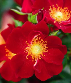 Rosen-Set Insektenfreundlich, 3-teilig 16 Rosen-Set Insektenfreundlich, 3-teilig -Gartenbedarf Kollektion 7827108 WE DE 001 RosaRosenpaketBienenweideRotWubaRosenTantau