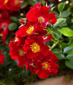 Rosen-Set Insektenfreundlich, 3-teilig 17 Rosen-Set Insektenfreundlich, 3-teilig -Gartenbedarf Kollektion 7827108 WE DE 002 RosaRosenpaketBienenweideRotWubaRosenTantau