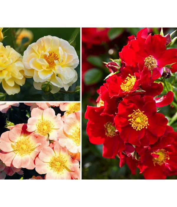 Rosen-Set Insektenfreundlich, 3-teilig 1 Rosen-Set Insektenfreundlich, 3-teilig