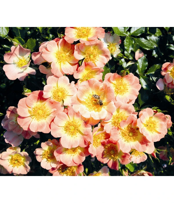 Rosen-Set Insektenfreundlich, 3-teilig 7 Rosen-Set Insektenfreundlich, 3-teilig – Bild 7