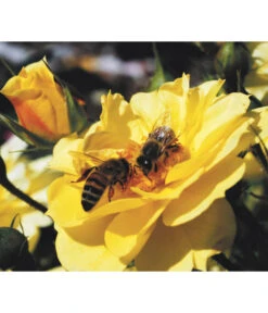 Rosen-Set Insektenfreundlich, 3-teilig 13 Rosen-Set Insektenfreundlich, 3-teilig -Gartenbedarf Kollektion 7827108 WE MO 001 RosaRosenpaketBienenweideGelbWubaRosenTantau