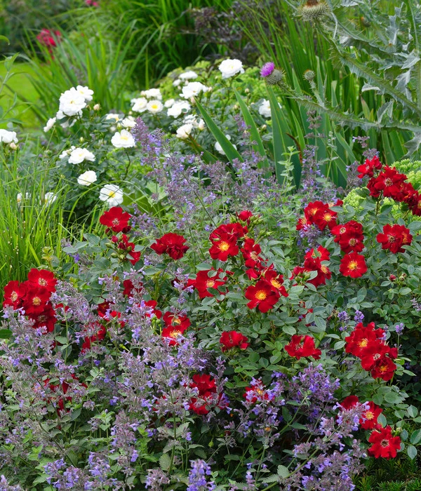 Rosen-Set Insektenfreundlich, 3-teilig 2 Rosen-Set Insektenfreundlich, 3-teilig – Bild 2