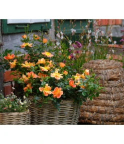 Rosen-Set Insektenfreundlich, 3-teilig 12 Rosen-Set Insektenfreundlich, 3-teilig -Gartenbedarf Kollektion 7827108 WE MO 002 RosaRosenpaketBienenweideApricotWubaRosenTantau