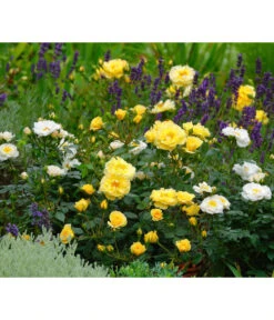 Rosen-Set Insektenfreundlich, 3-teilig 11 Rosen-Set Insektenfreundlich, 3-teilig -Gartenbedarf Kollektion 7827108 WE MO 002 RosaRosenpaketBienenweideGelbWubaRosenTantau