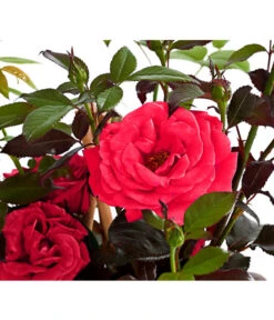 Kletterrose 'Red Flame®'