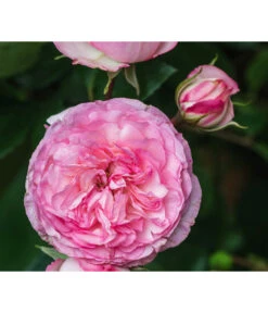 Beetrose 'Leonardo Da Vinci®' -Gartenbedarf Kollektion 7879174 PR DE 002 BeetroseLeonardoDaVinciRosaLucknerRet