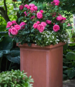 Beetrose 'Leonardo Da Vinci®' -Gartenbedarf Kollektion 7879174 PR MO 001 BeetroseLeonardoDaVinciRosaLucknerRet