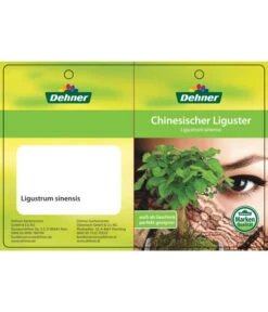 Bonsai Chinesischer Liguster - Ligustrum Sinensis, Kugelförmig, 6 Jahre -Gartenbedarf Kollektion 7976947 ChinesischerLigusterEtikett1