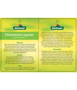 Bonsai Chinesischer Liguster - Ligustrum Sinensis, Kugelförmig, 6 Jahre -Gartenbedarf Kollektion 7976947 ChinesischerLigusterEtikett2