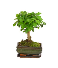 Bonsai Chinesischer Liguster - Ligustrum Sinensis, Kugelförmig, 6 Jahre