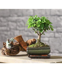 Bonsai Chinesischer Liguster - Ligustrum Sinensis, Kugelförmig, 6 Jahre -Gartenbedarf Kollektion 7976970 WE MO 001 BonsaiChinesischerLigusterLigustrumSinensis6JahreKugelformDehnerExpressHerzig2