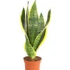 Bogenhanf - Sansevieria Trifasciata