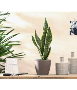 Bogenhanf - Sansevieria Trifasciata -Gartenbedarf Kollektion 7977705 WE MO 001 BogenhanfSansevieriaTrifasciata8293375