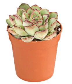 Echeverien-Set - Echeveria, Verschiedene Sorten -Gartenbedarf Kollektion 7978117 PR FS 005 EcheverieSukkulenten6erSetT6DehnerExpressHerzig