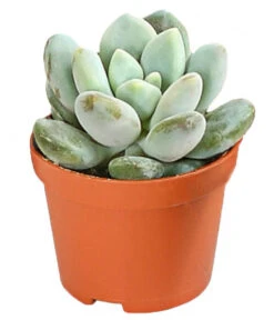Echeverien-Set - Echeveria, Verschiedene Sorten -Gartenbedarf Kollektion 7978117 PR FS 006 EcheverieSukkulenten6erSetT6DehnerExpressHerzig