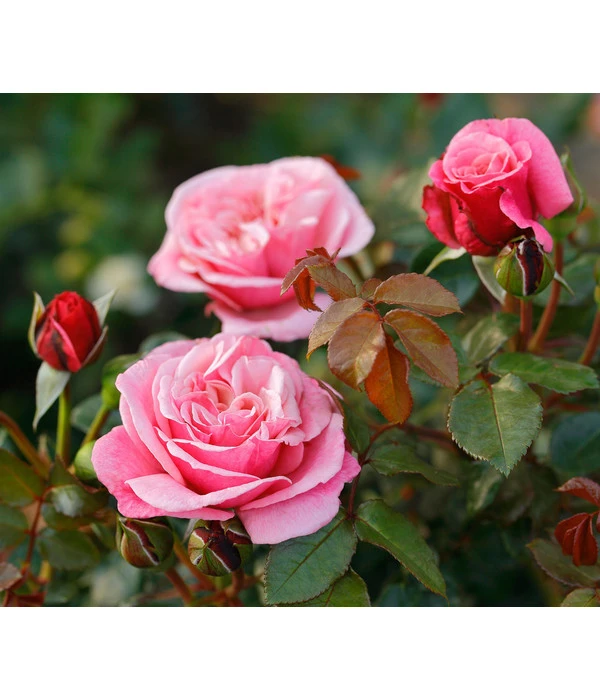 Nostalgie®-Edelrose 'Wildberry®' 1 Nostalgie®-Edelrose 'Wildberry®'