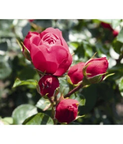 Noblesse® Spray-Rose 'Magic Rokoko®'