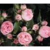 Noblesse® Spray-Rose 'Lovely Rokoko®'