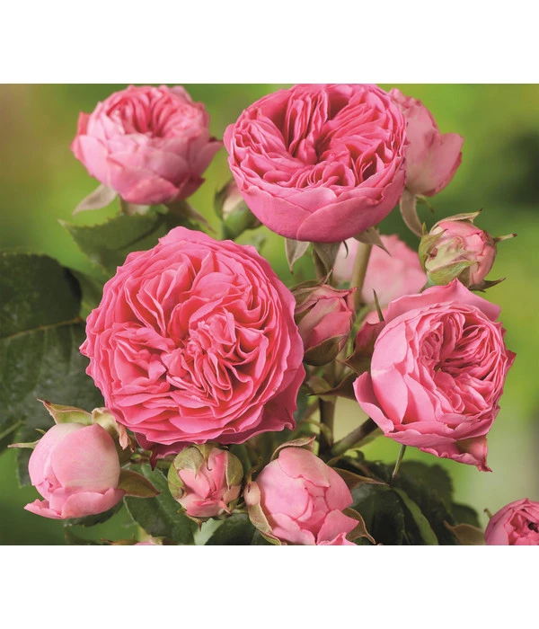 Noblesse® Spray-Rose 'Candy Rokoko®' 1 Noblesse® Spray-Rose 'Candy Rokoko®'