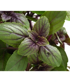 Dehner Gourmet Garten Strauchbasilikum 'Magic Blue' -Gartenbedarf Kollektion 8001869 WE DE 001 GourmetGartenBasilikumMagicBlue