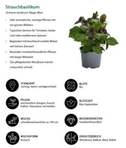 Dehner Gourmet Garten Strauchbasilikum 'Magic Blue' -Gartenbedarf Kollektion 8001869 WE IG 001 Strauchbasilikum