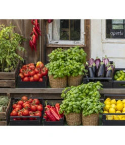 Tomate 'Previa' -Gartenbedarf Kollektion 8002578 WE MO 001 BellaItaliaTomatePaprikaBasilikum2021GC04 1