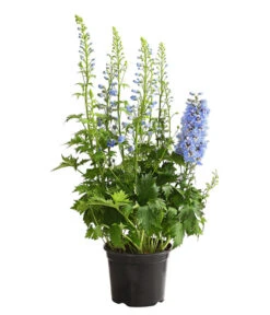 Rittersporn, Verschiedene Farben 17 Rittersporn, Verschiedene Farben -Gartenbedarf Kollektion 8011413 WE FS 002 DelphiniumHybridenBlauRitterspornT19