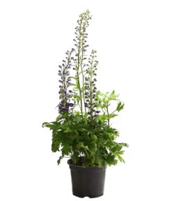 Rittersporn, Verschiedene Farben 18 Rittersporn, Verschiedene Farben -Gartenbedarf Kollektion 8011413 WE FS 003 DelphiniumHybridenBlauRitterspornT19