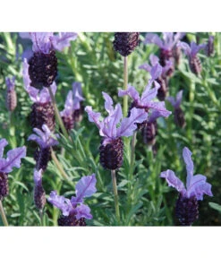 Ausgewählte Produkte 20 Schopf-Lavendel