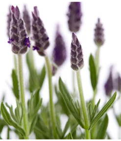 Schopf-Lavendel 17 Schopf-Lavendel -Gartenbedarf Kollektion 8017014 WE DE 001 LavendelSchopflavendelLavandulaStoechasT13DehnerExpressZS