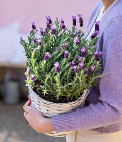 Schopf-Lavendel 15 Schopf-Lavendel -Gartenbedarf Kollektion 8017014 WE MO 001 LavendelKorb