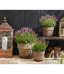 Schopf-Lavendel 12 Schopf-Lavendel -Gartenbedarf Kollektion 8017014 WE MO 001 Schopflavendel