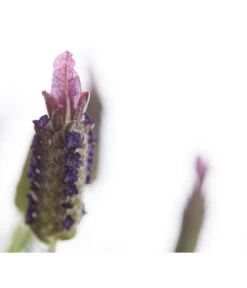 Schopf-Lavendel 16 Schopf-Lavendel -Gartenbedarf Kollektion 8017089 PR DE 001 LavendelStoechasLavandulaStoechasT18DehnerExpressHerzig