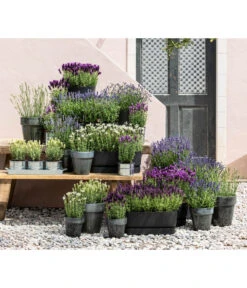 Lavendel 'Silver Sands' -Gartenbedarf Kollektion 8022436 WE MO 001 LavendelDark 1