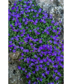 Blaukissen -Gartenbedarf Kollektion 8030793 WE DE 001 AubrietaBlaukissenLucknerMai2015