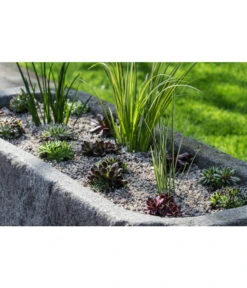 Dehner Kalmus 11 Dehner Kalmus -Gartenbedarf Kollektion 8036899 WE MO 002 SempervivumCarexHauswurzGrasLucknerMai2015