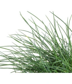 Blauschwingel 'Cool As Ice' -Gartenbedarf Kollektion 8042558 WE DE 001 FestucaCinereaCoolAsIceBlauschwingelT14