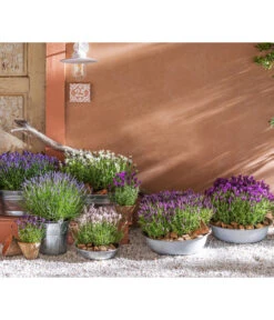 Ausgewählte Produkte -Gartenbedarf Kollektion 8042962 WE MO 001 LavendelLavendula
