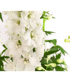 Rittersporn, Verschiedene Farben 16 Rittersporn, Verschiedene Farben -Gartenbedarf Kollektion 8052037 WE DE 001 RitterspornDelphiniumXElatumWeiss