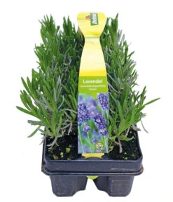 Ausgewählte Produkte -Gartenbedarf Kollektion 8072605 PR FS 001 Lavandula6erPackAllgreen